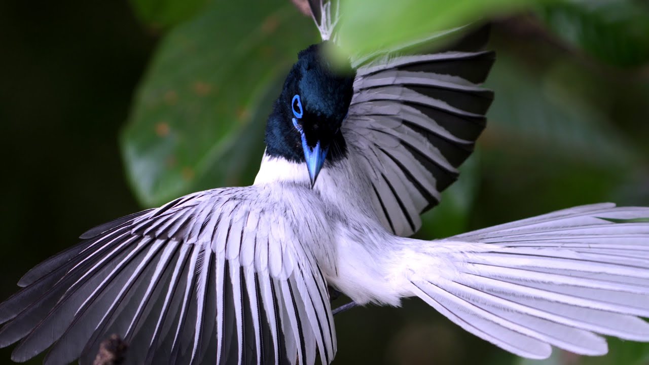 Asian Paradise-Flycatcher