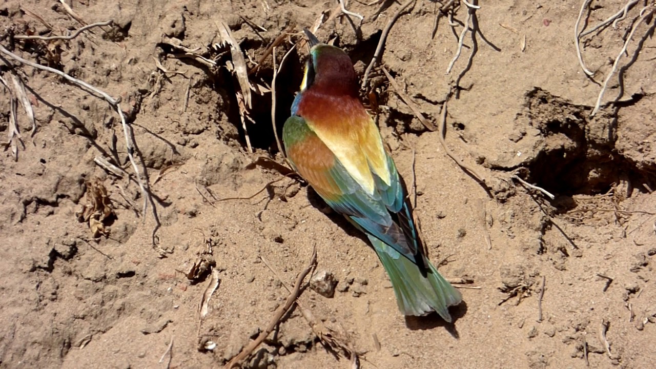 Abejaruco europeo construyendo nido (Merops apiaster). HD