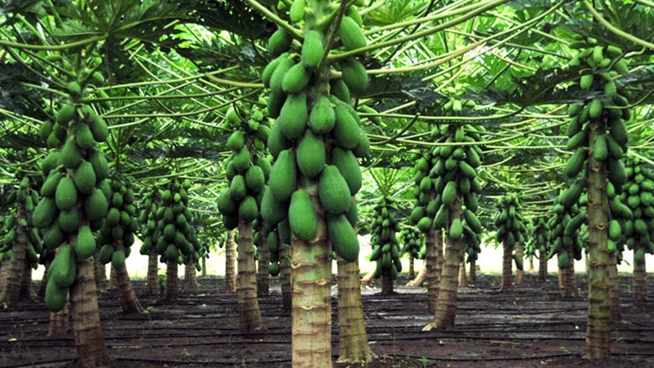 Como Germinar Sementes de MAMÃO PAPAIA + Informações