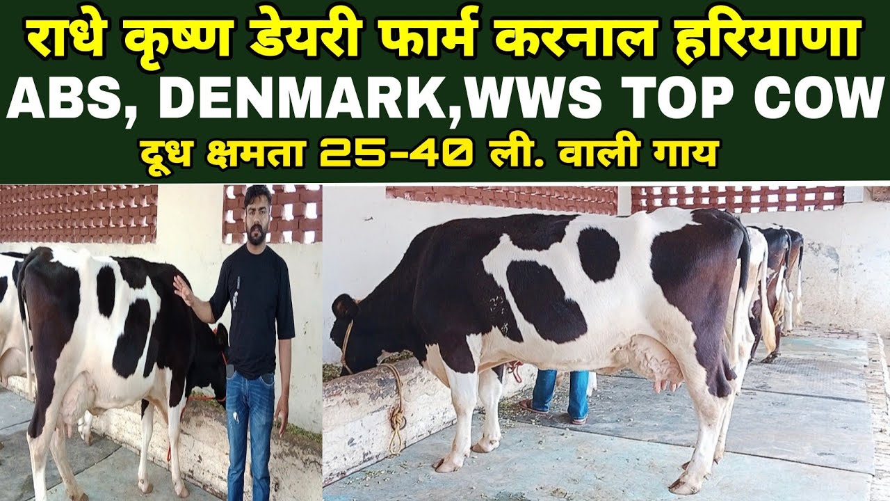 ABS, denmark,wws की टॉप 💎 गाय, दूध 25-40 ली.बिक्री के लिए उपलब्ध है || Radhe Krishna Dairy Karnal ||