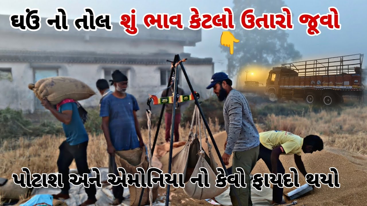 પોટાશ અને એમોનિયા નો ફાયદો જૂવો 👇 || ઘઉંનો તોલ || રેકોડ બ્રેક ઉતારો || @papa ni ladli vlogs 