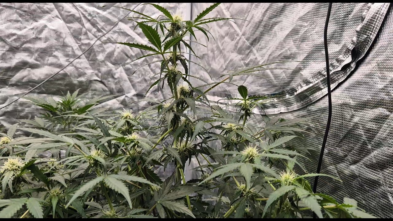 RQS Wedding Cake Autoflower week 5 - 10