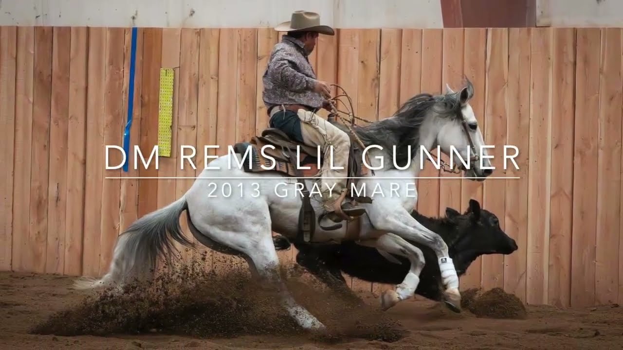 DM REMS LIL GUNNER - 2013 Gray Mare