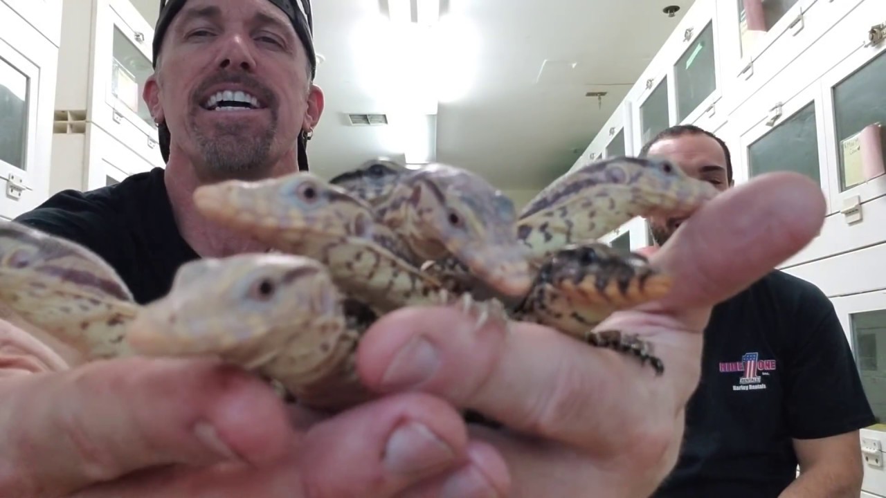 Talking IBD in Boas and Pythons with Kevin McCurley