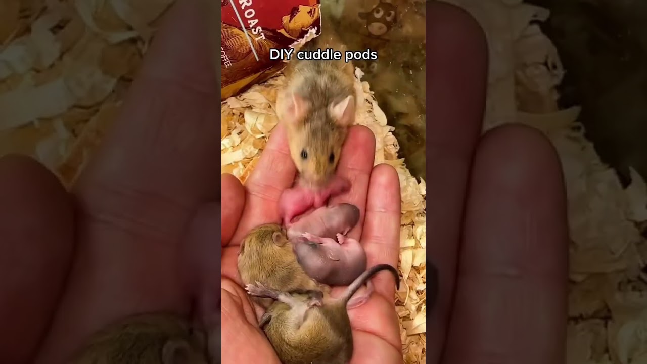 I love these DIY mouse hides
