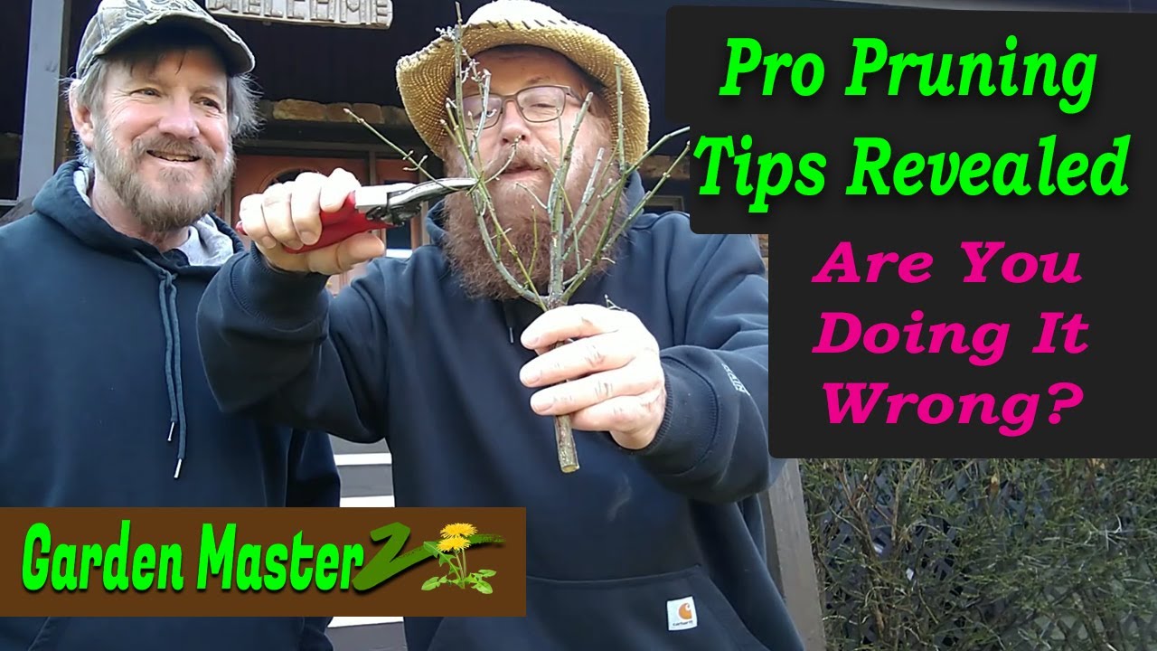 These Pruning Tips Will Change How You Think Of Shrub Maintenance Forever!