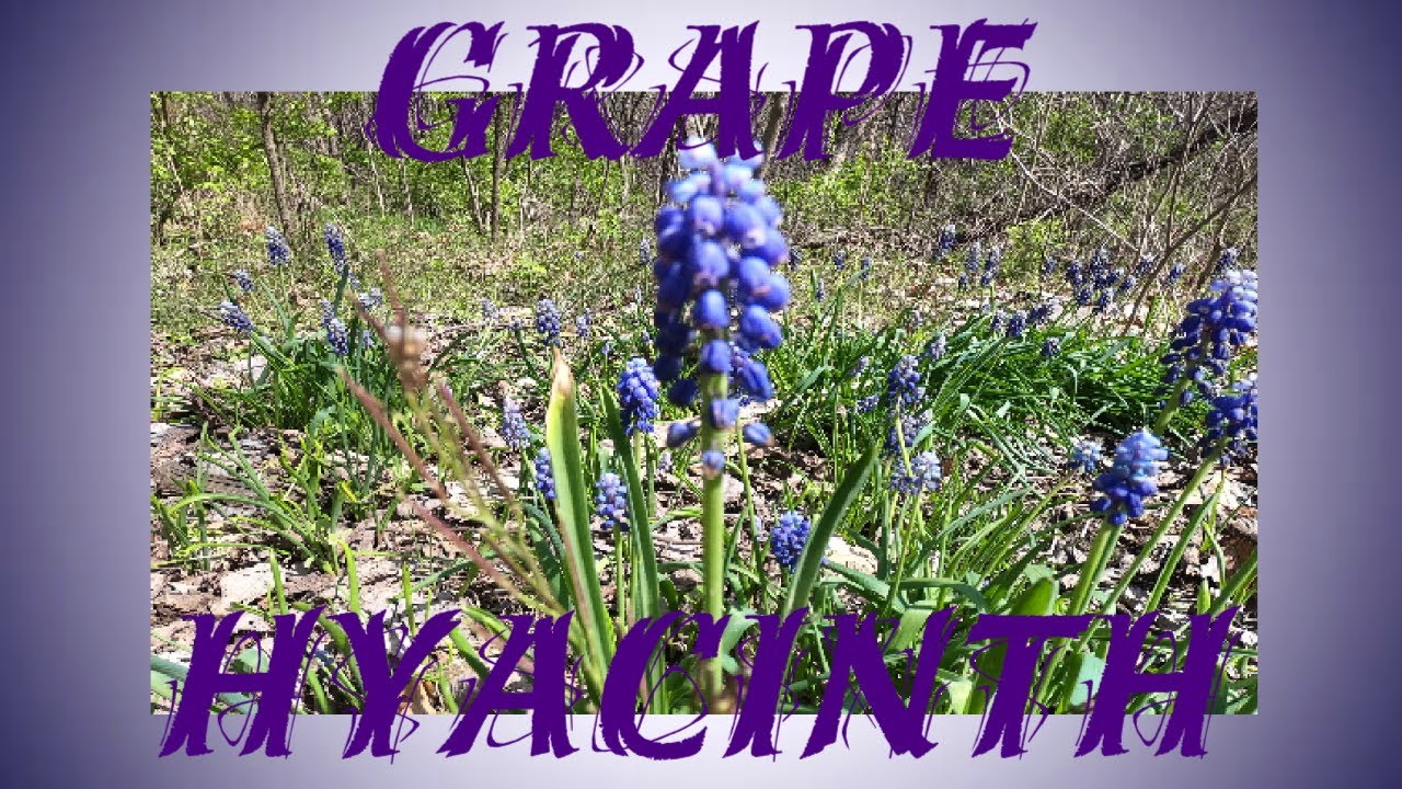 Grape Hyacinth - A Spring Perennial And Forgotten Old World Food