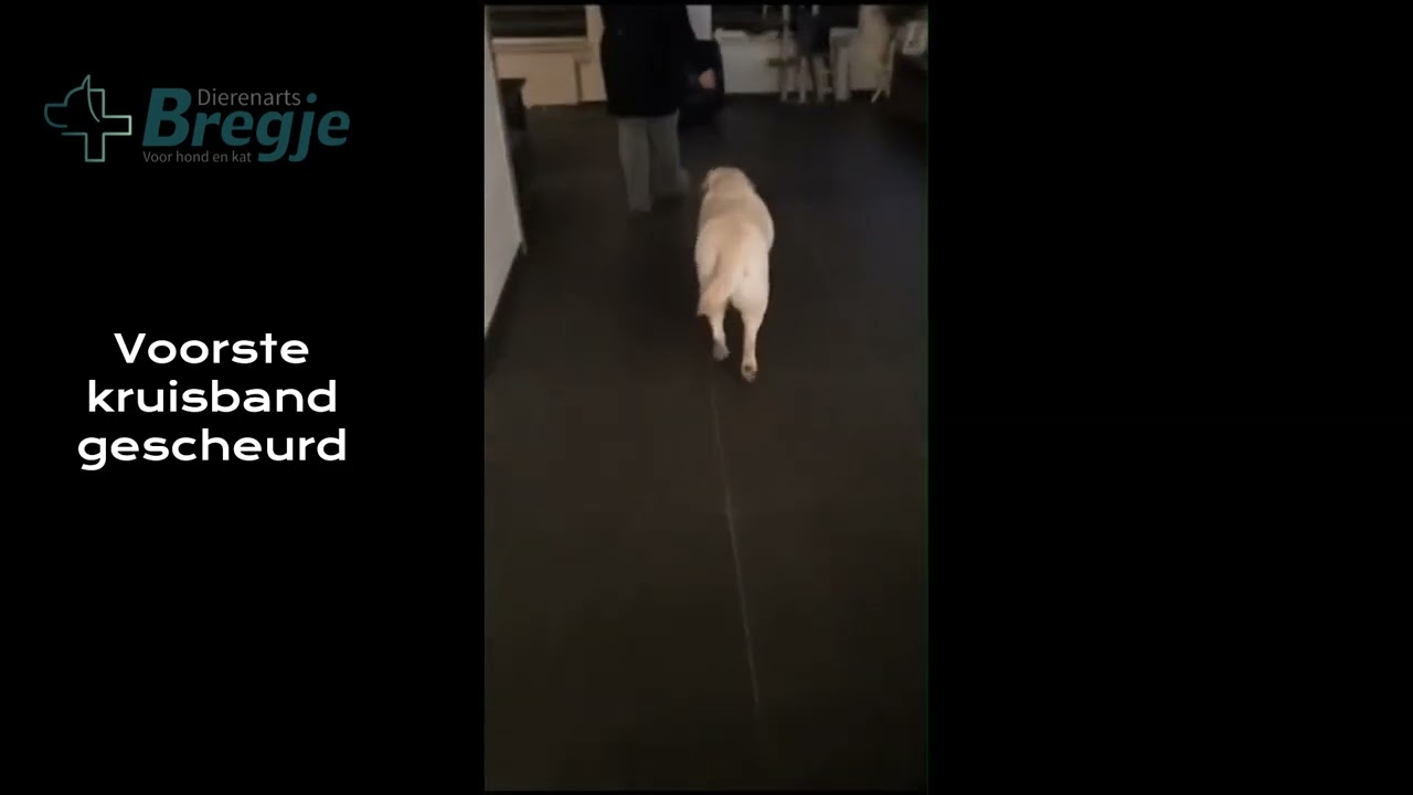 Voorste kruisband gescheurd: TTA operatie hond