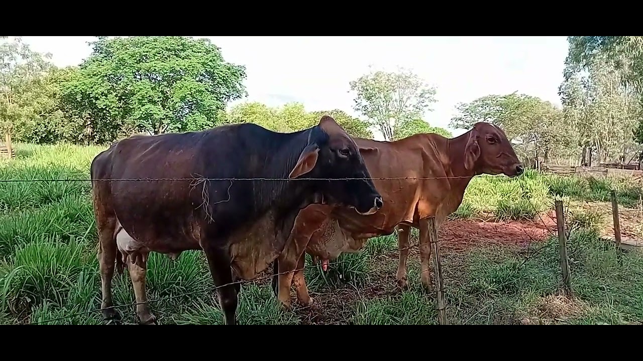 Vida na roça👩‍🌾 /muitas novidades aqui no sitio
