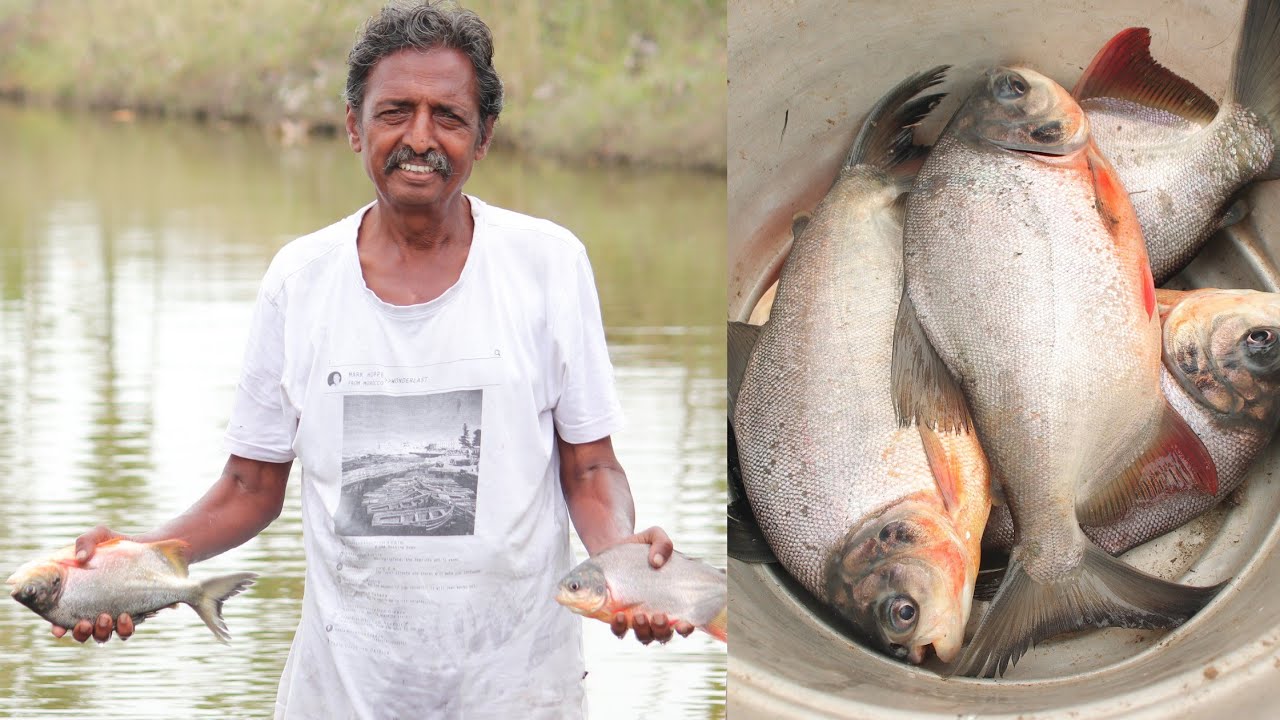 மீன் பண்ணை மற்றும் வளர்ப்பு முறை 100% இயற்கை முறையில்
