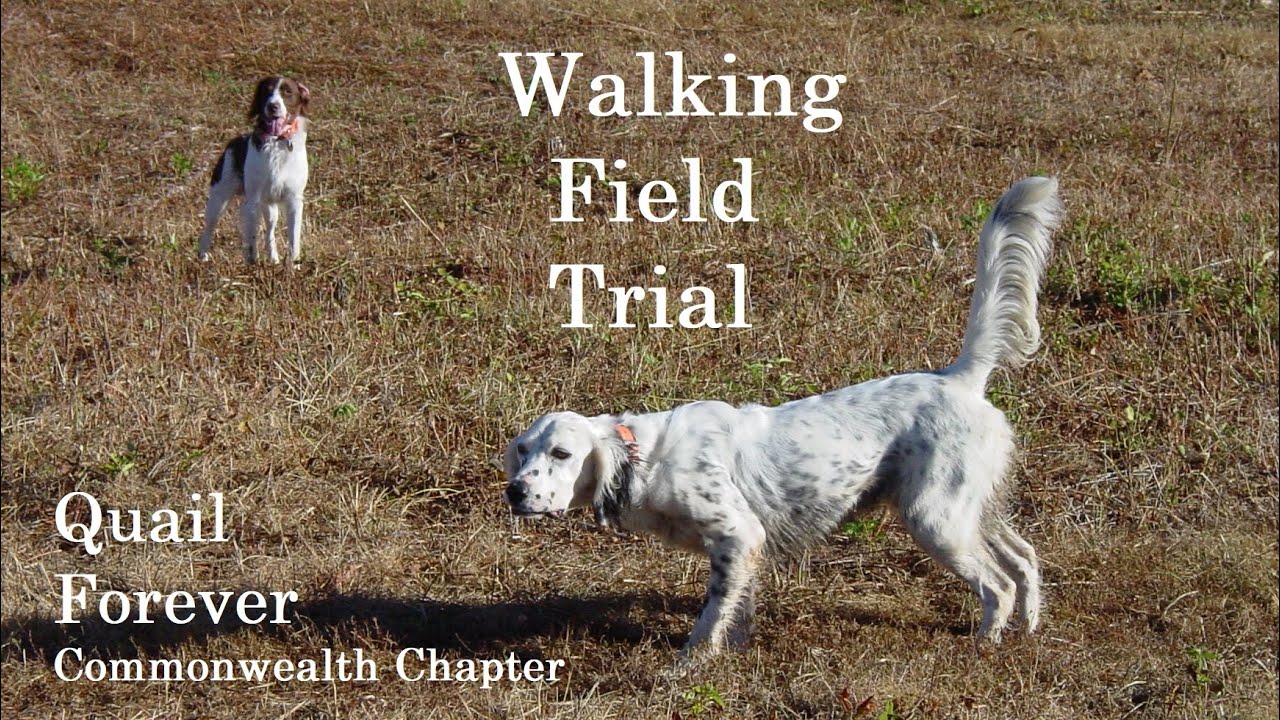 Bird Dog Point Back Retrieve Walking Quail Forever Field Trial Jan 2022