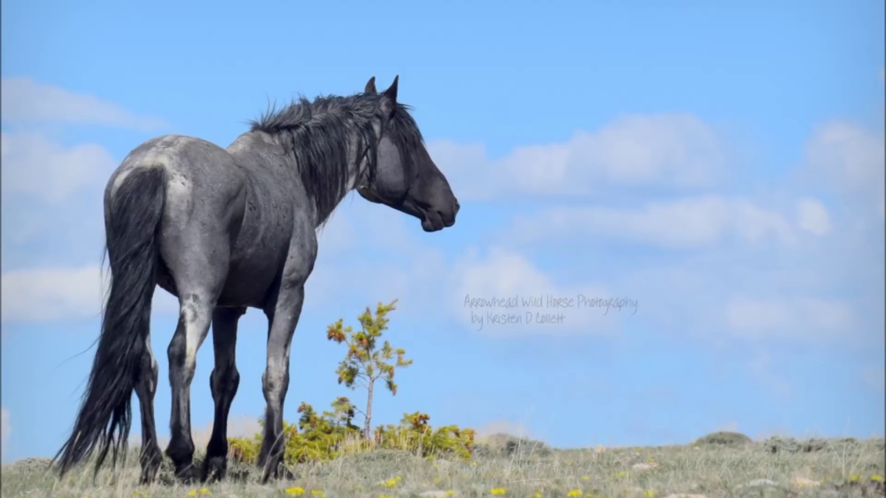 Pieces of a Dream 2018 ~ 50 Year Anniversary for the Pryor Mountain Wild Horse Range