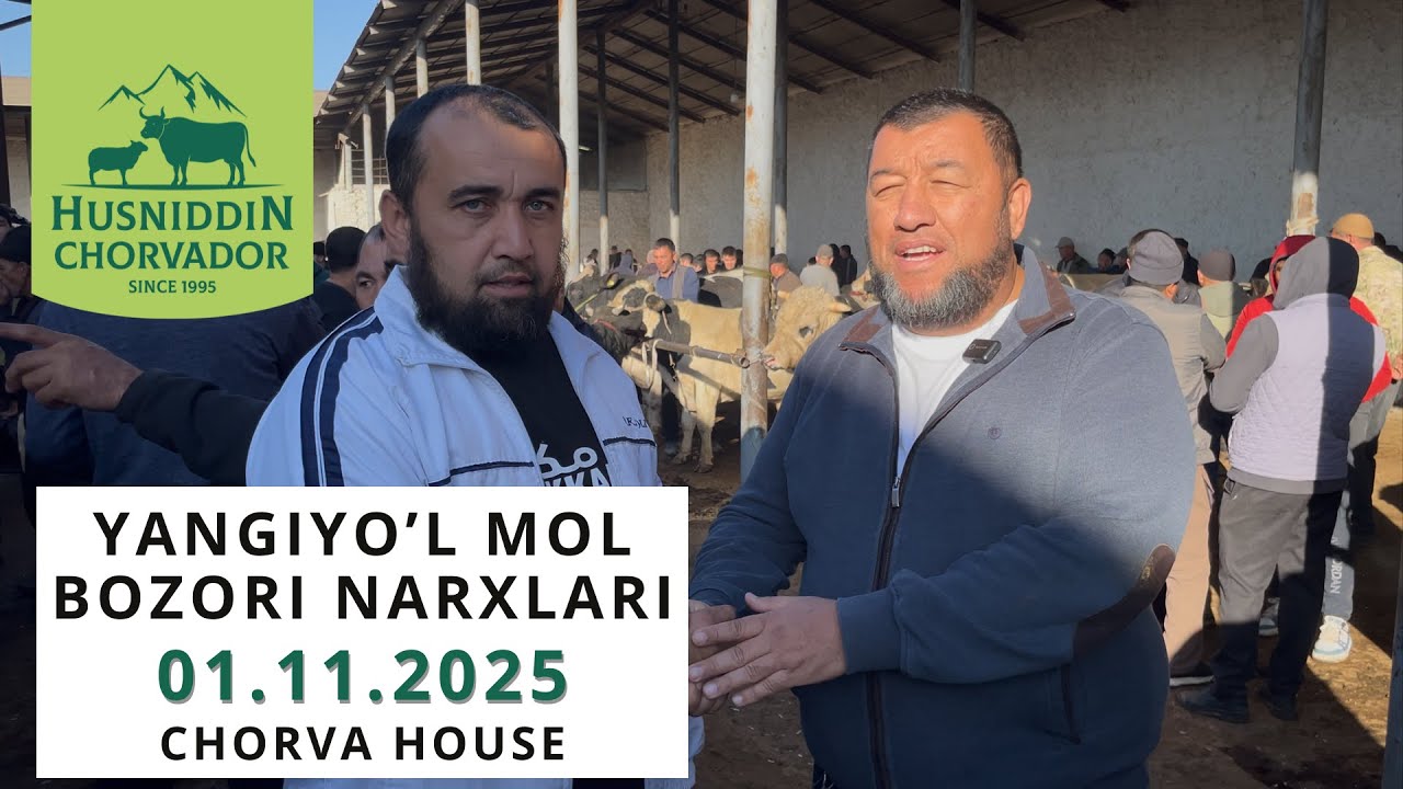 Yangiyo'l Mol Bozori - Buqalar narxi 01.11.2025 va Chorva House asoschisi bilan uchrashuv