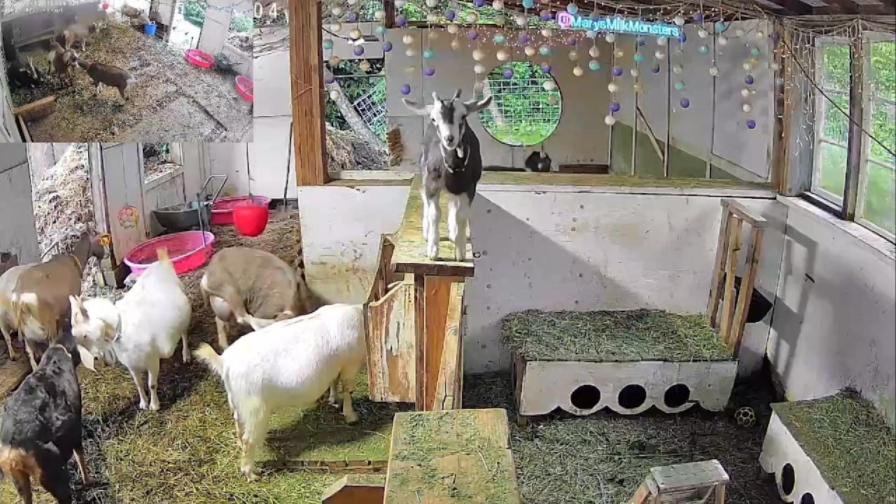 More Baby Goat Hops!