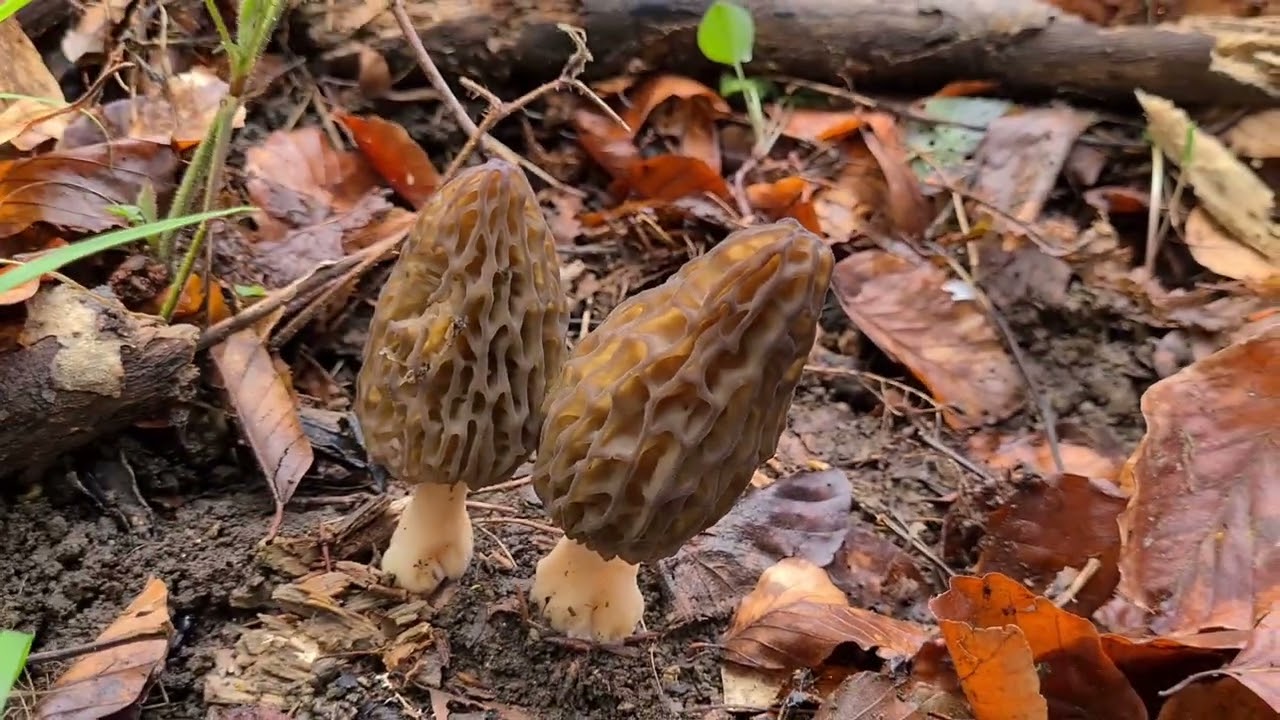 Morilles 2022  Énormes Morilles Coniques le 25 avril #morilles, #morelhunting