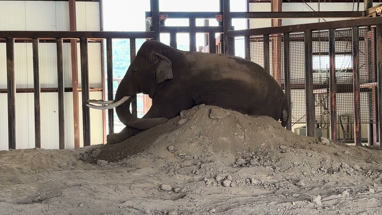 Prince LOVES his fresh dirt pile!