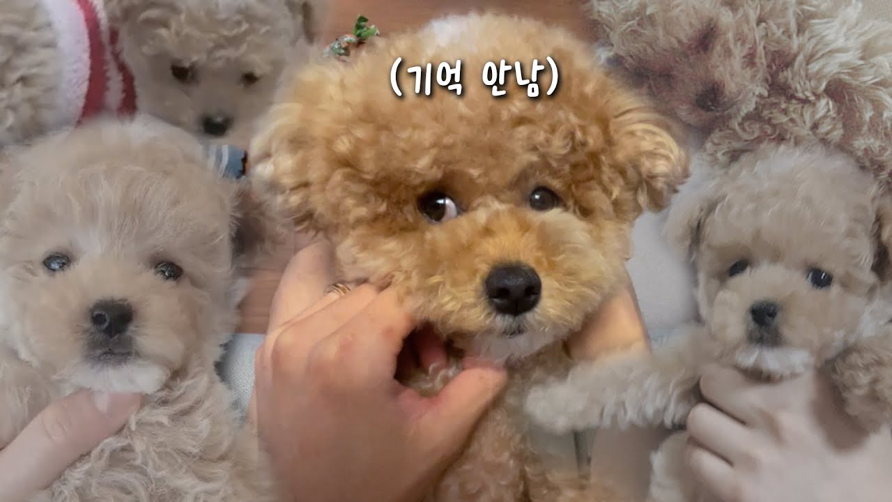 아기강아지 때 하던 짓 3살까지 고대로 합니다. 얼굴만 달라져서 더 웃김ㅋㅋ