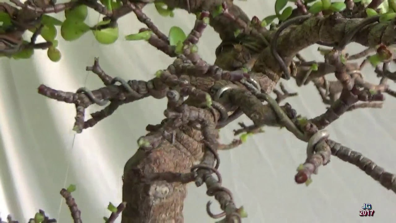 PORTULACARIA afra  El Defoliado