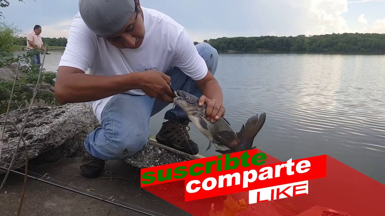 #PESCA87 Pesca de bagres con higado de pollo 100% efectiva