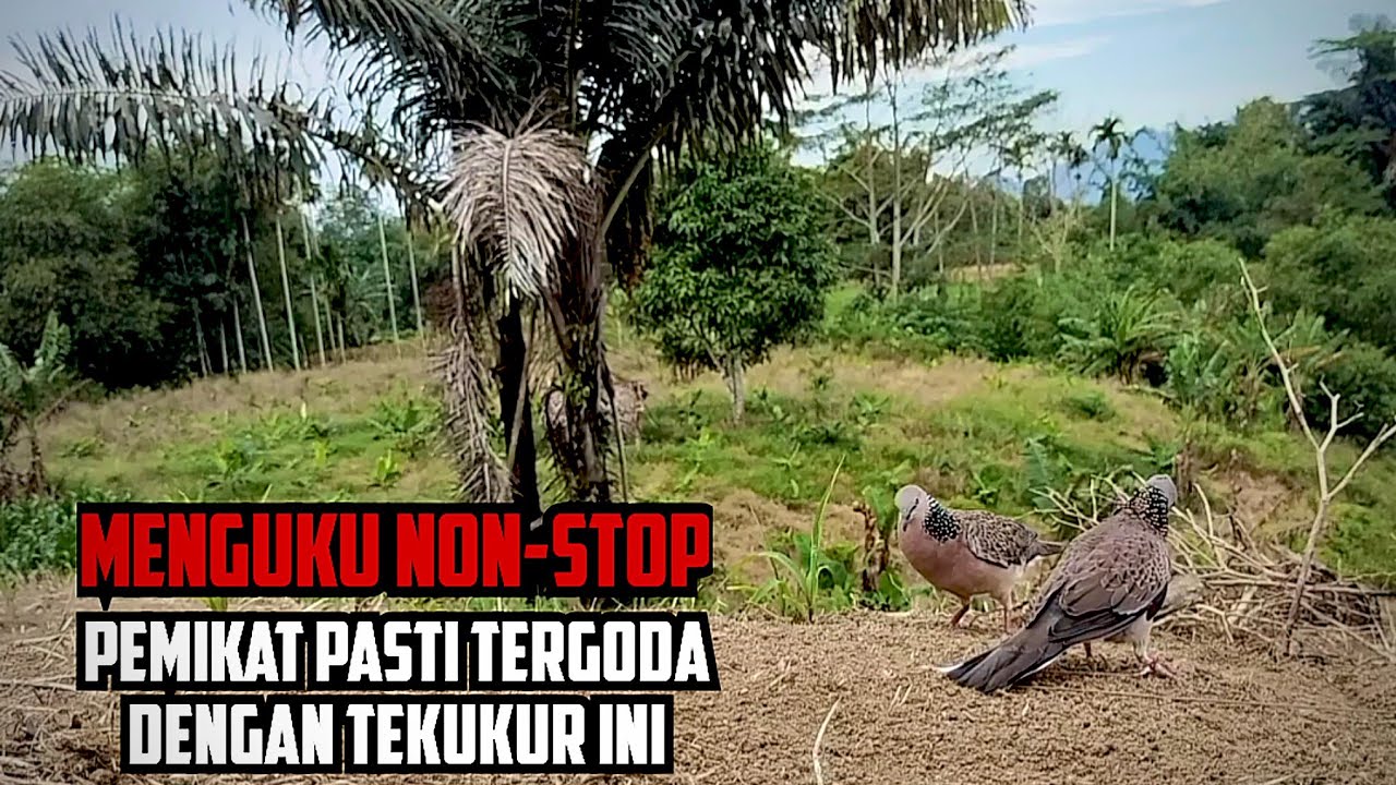 PEMIKAT MANA YANG TIDAK TERGODA DENGAN TEKUKUR INI. MENGUKU TAK KARUAN..