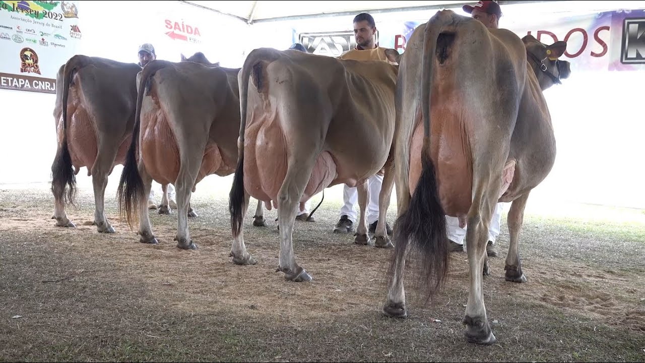 EXPO ITAJUBÁ 2022 apresenta a força da Raça Jersey em Minas Gerais.