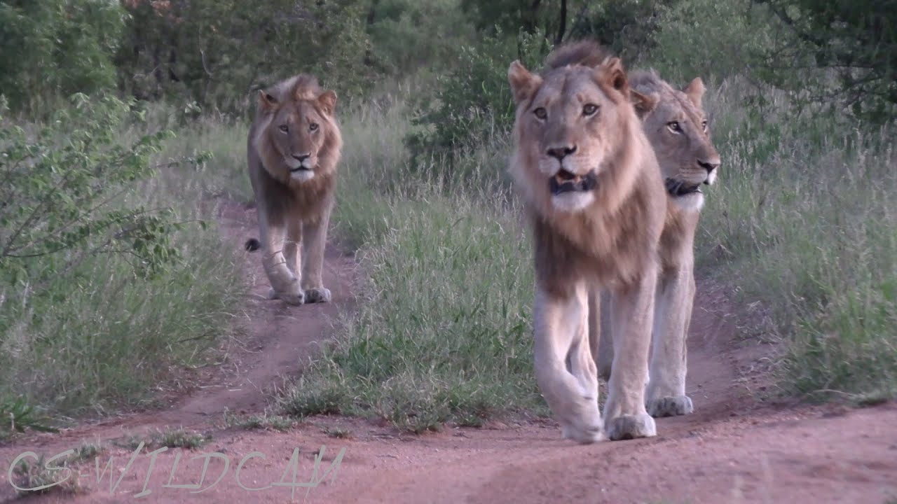 3 Birmingham Breakaway Male Lions waking up to get on the Move as we Follow Ep 141