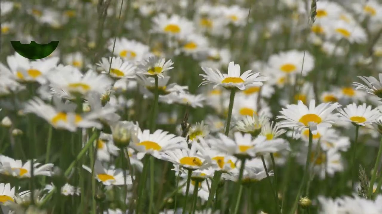 Something about fate  - ten-minute relax - beautiful music for meditation dreams work and calmness