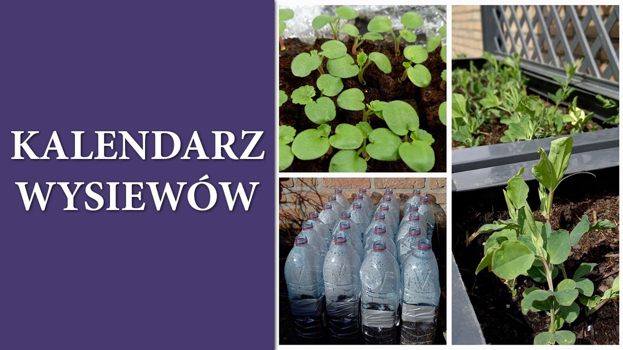Całoroczny plan wysiewu WARZYW i KWIAT&Oacute;W / Terminy wysiewu na rozsadę i do gruntu  / MrsGarden