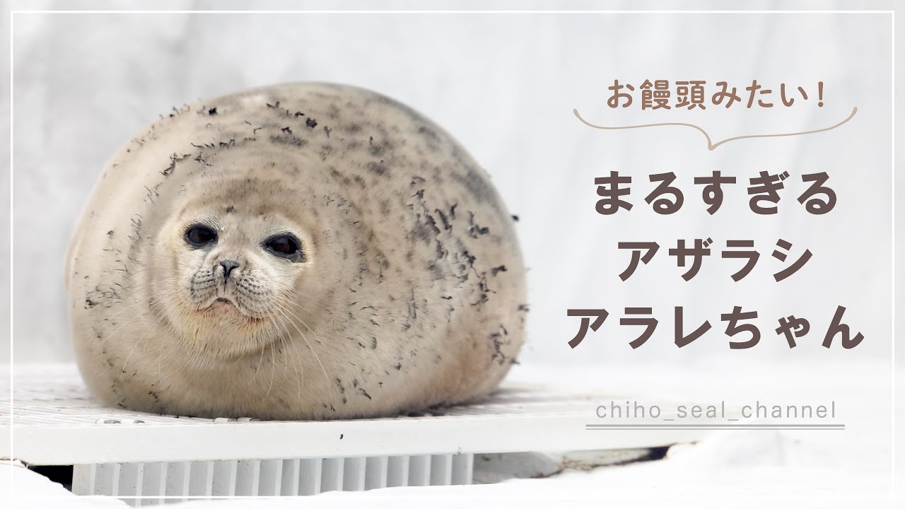 【まるすぎるアザラシ】 まるすぎるアザラシアラレちゃん （Ringed seal / Arare）