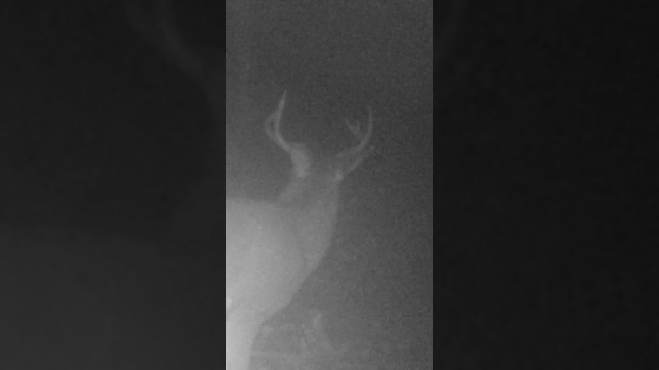 Watch this buck's ears Trail Camera Adventures Wildlife of Mt St Helens Washington 