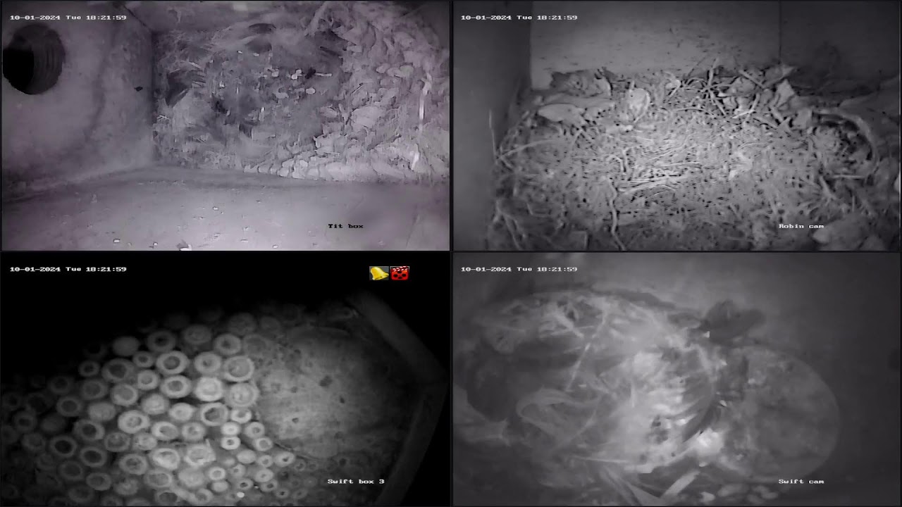 LIVE birds and bee cams at Lackford Lakes