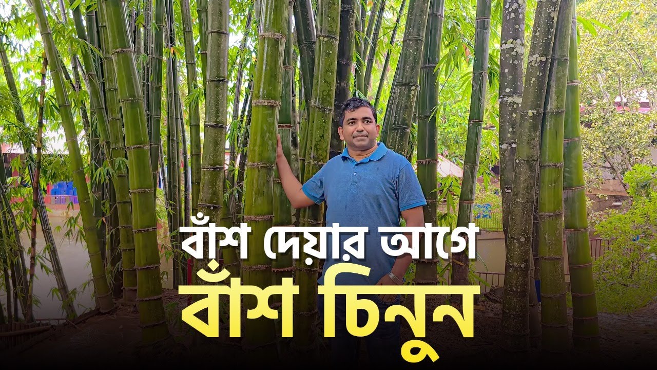 বাঁশ দেয়ার আগে বাঁশ চিনুন! Know your bamboo before you use it