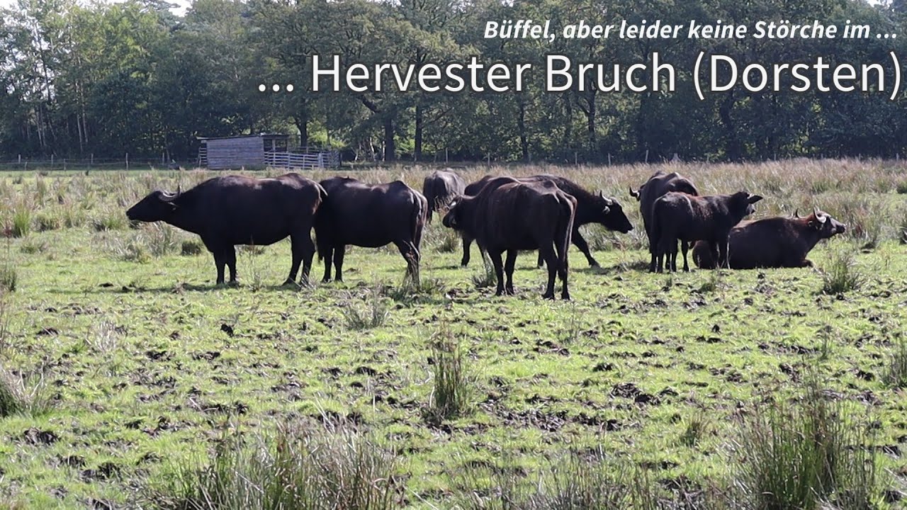 Büffel, aber leider keine Störche im - Hervester Bruch (Dorsten)