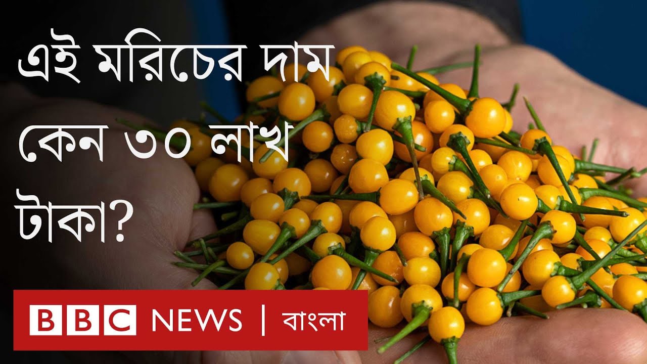 মরিচের কেজি তিরিশ লাখ টাকা, চাষ হচ্ছে বাংলাদেশে