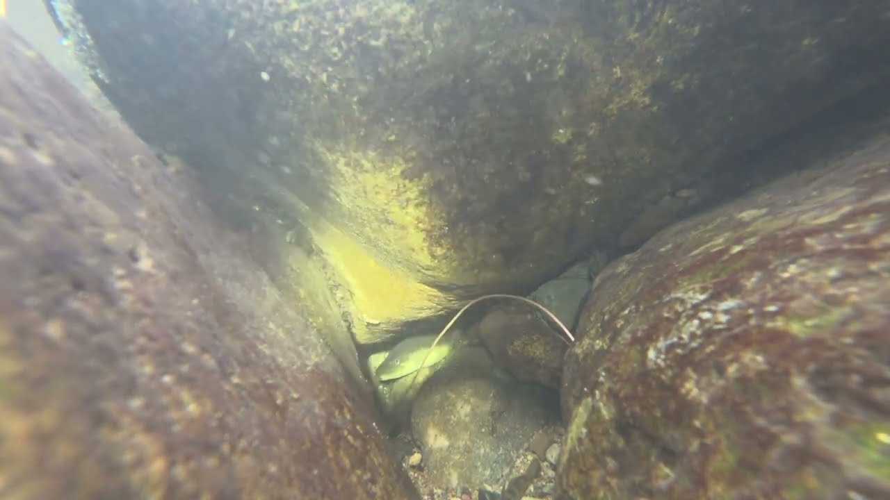 天然うなぎの捕食  　水中映像   　エサ　ミミズ