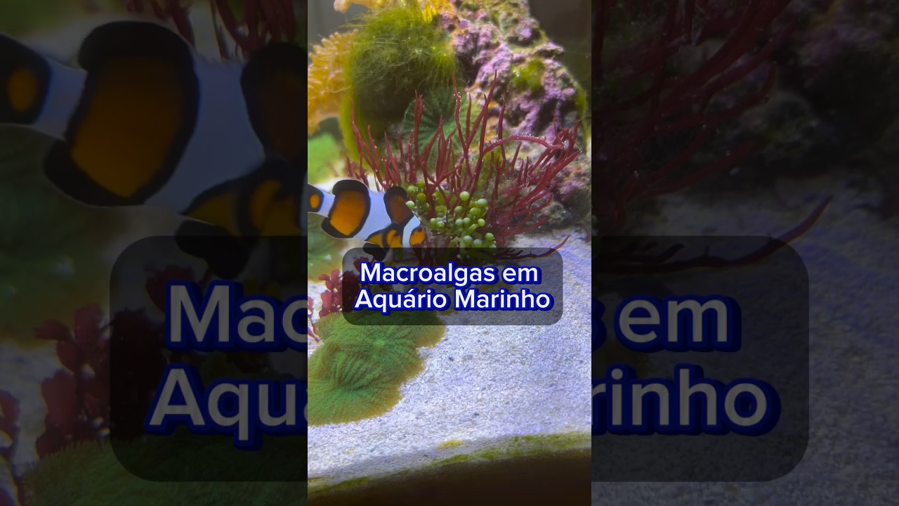 Macroalgas no aqu&aacute;rio marinho #aquarium #nanoreef #macroalgae #biologia #curiosidades #natural