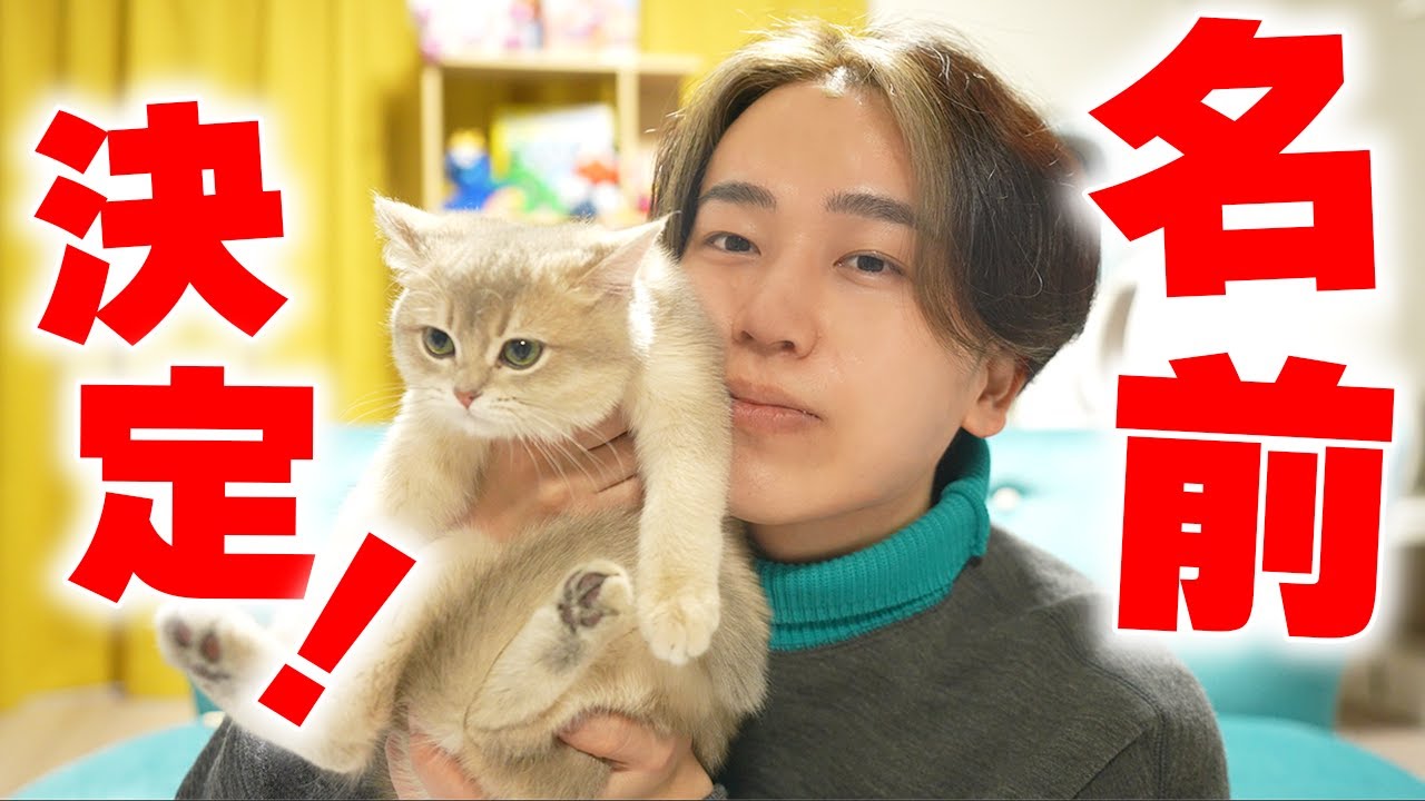 ついに猫ちゃんの名前が決まりました！【てきと】【ねこ cat】