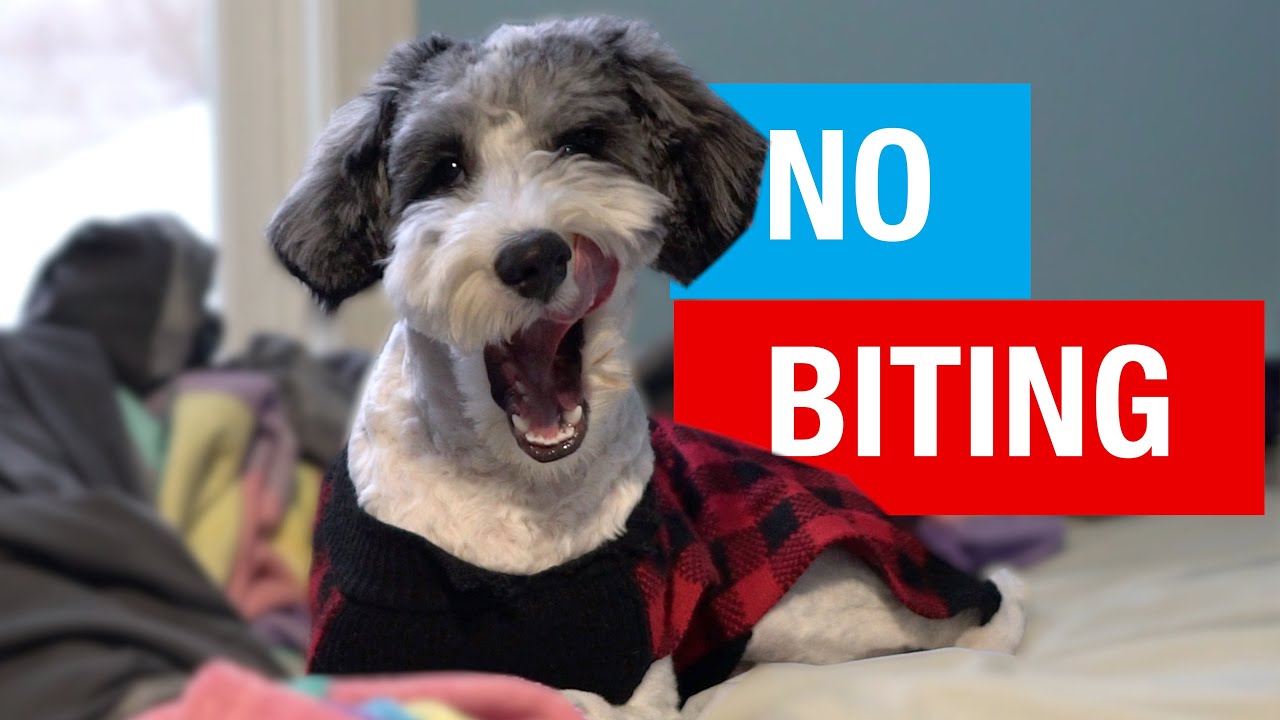 How I Stopped My Puppy From Nipping and Biting | Aussiedoodle