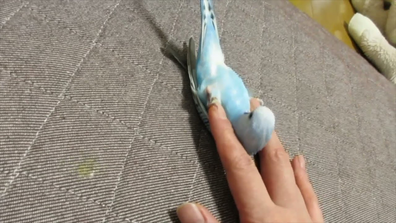 ママにもてあそばれるセキセイインコ【ナッツ】くん/Budgerigar being toyed with by mom.