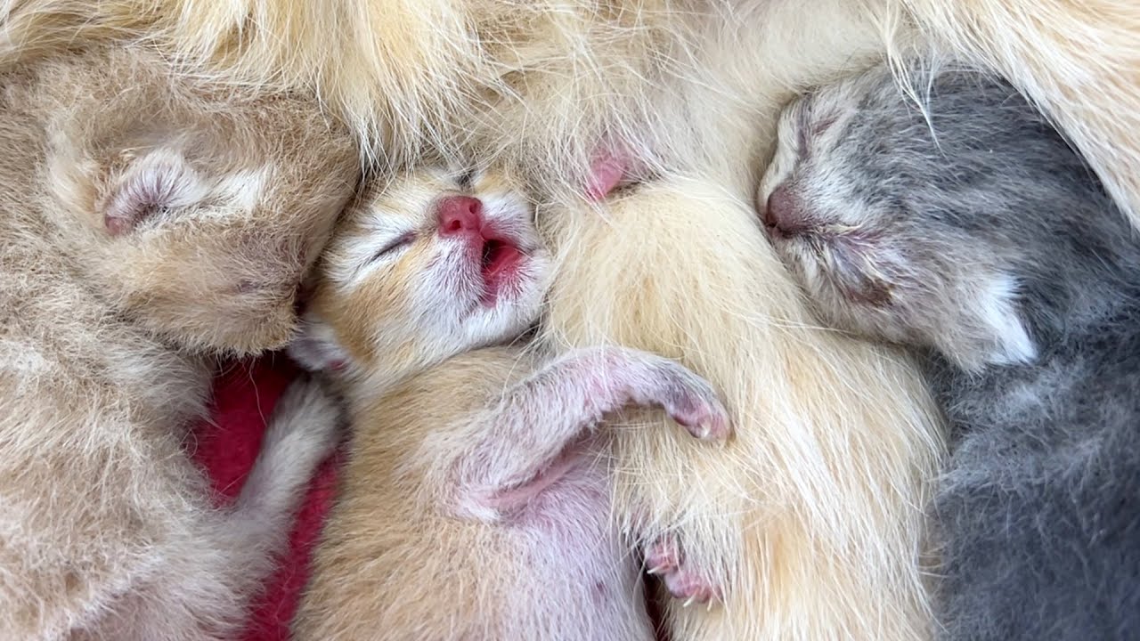 Крошечный котенок дрожит во сне под милый голос мамы кошки