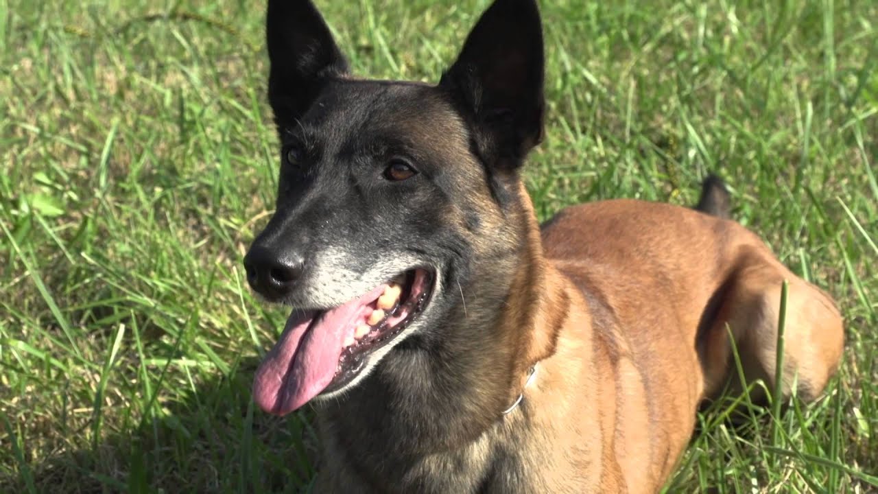 Dog brothers in action - GAPPAY in movie
