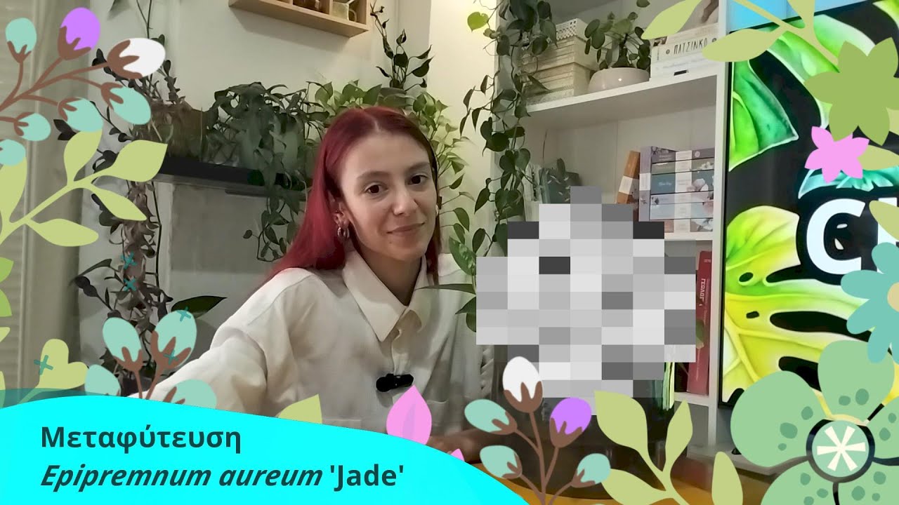 Αν δεν το μεταφύτευα θα το έχανα!! Epipremnum Jade!! // Chara Lab