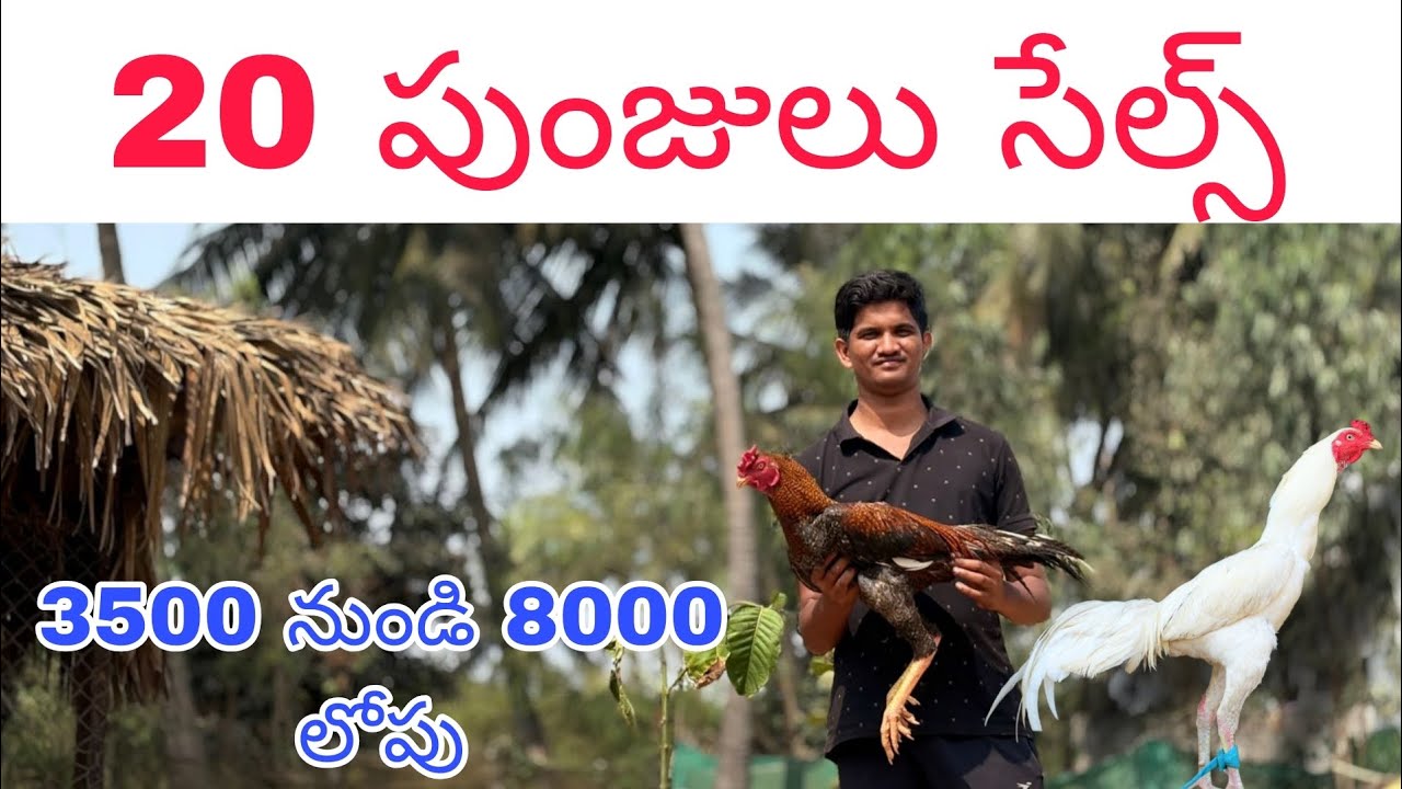 9100371557 .. ఓన్లీ వాట్సాప్.. ట్రాన్స్పోర్ట్ సదుపాయము ఉంది 25/1/2026..