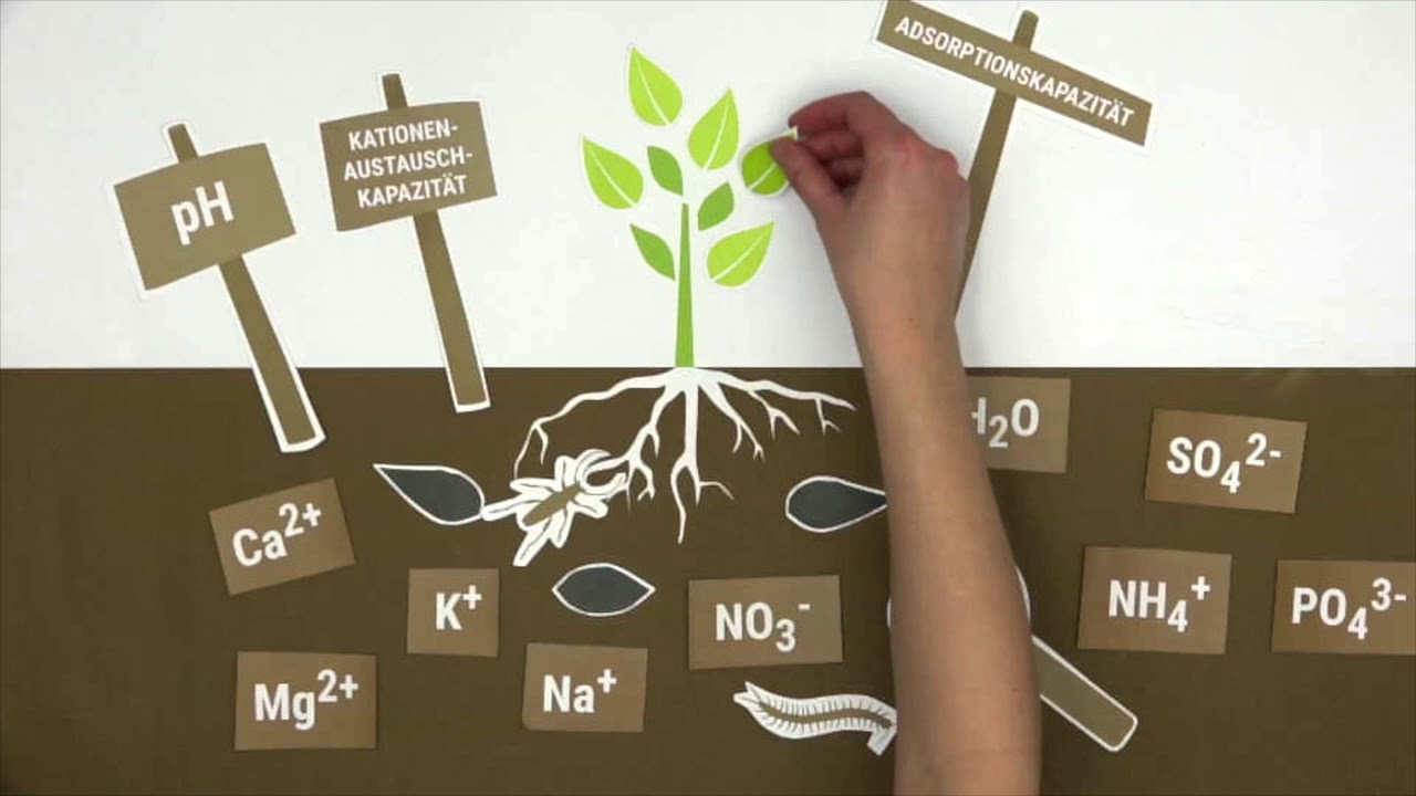 Die Eigenschaften von Pflanzenkohle im Boden