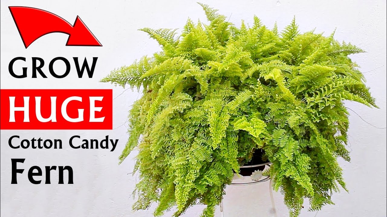 HOW DO I Grow MASSIVE Cotton Candy FERN?