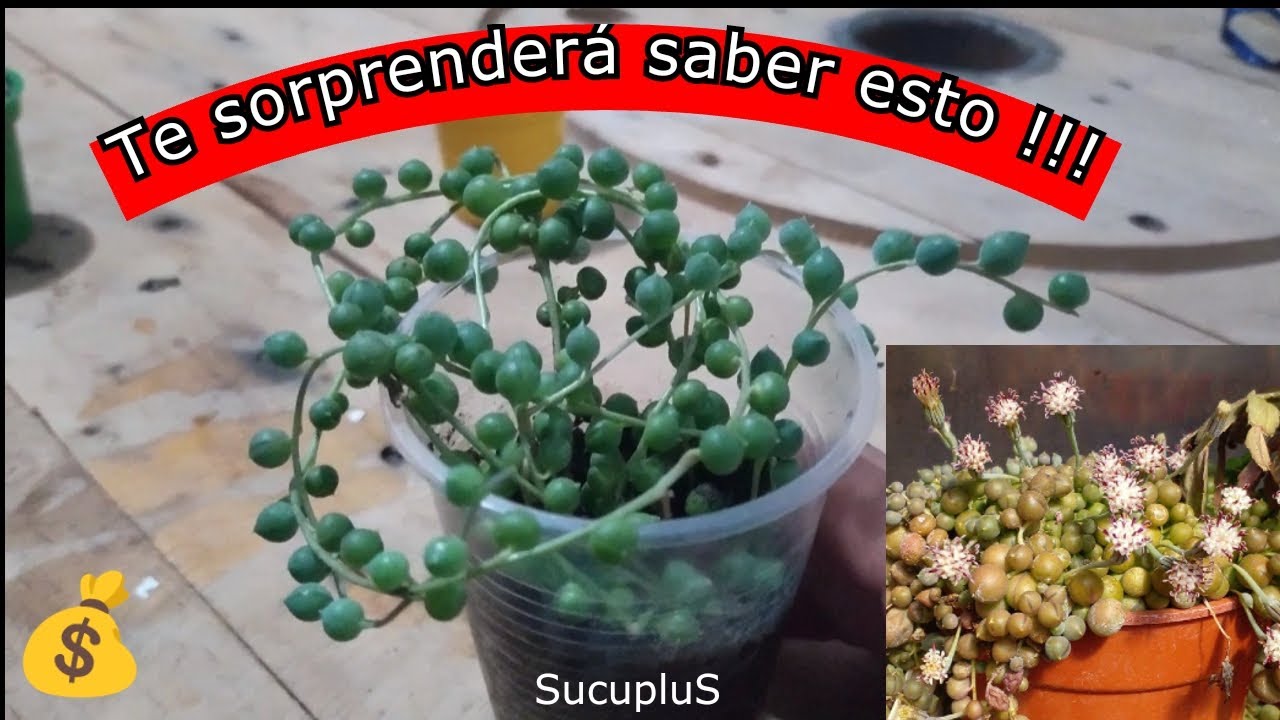 Senecio rowleyanus (Rosario)🏆 Reproducción, cuidados y tips 💰😁 - SucupluS