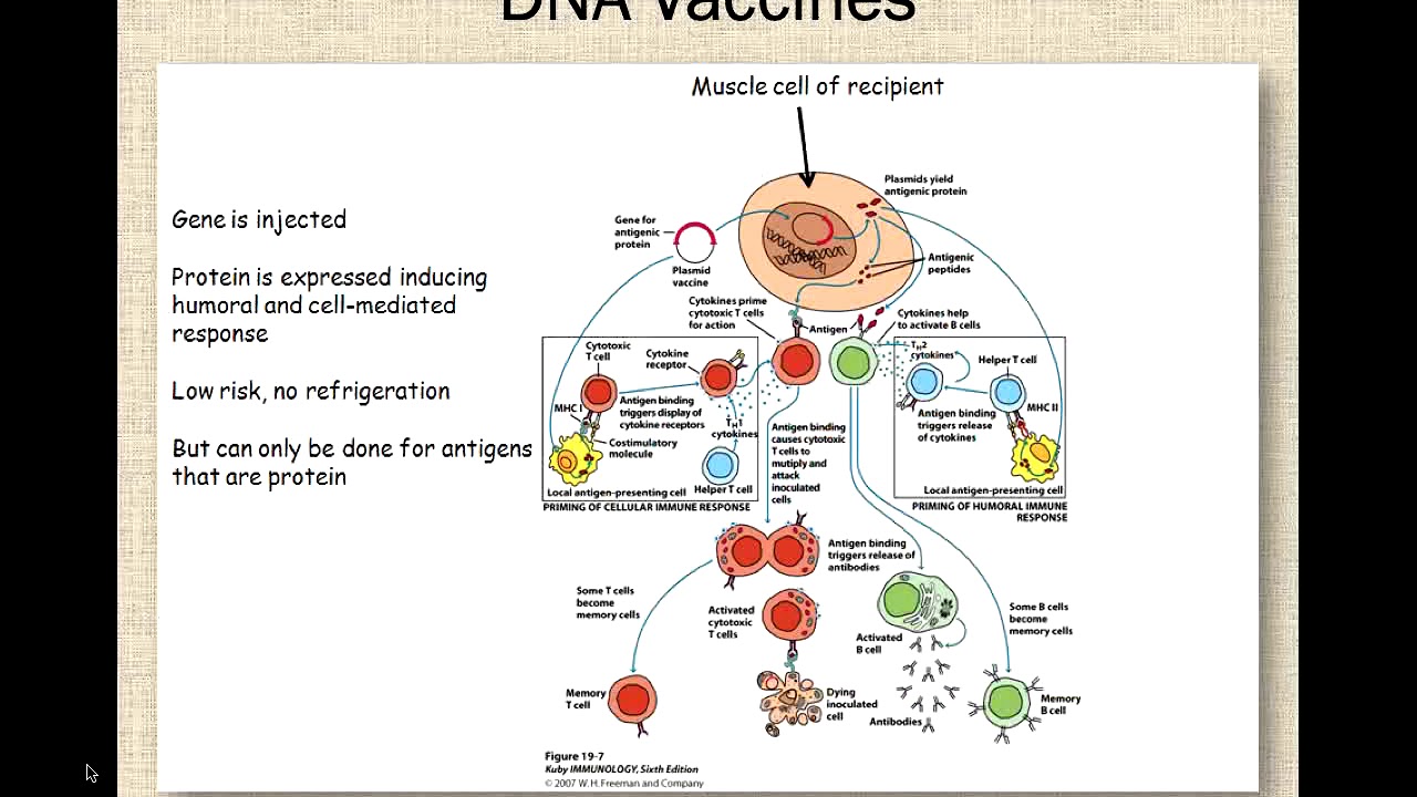 DNA & Recombinant Vector Vaccines