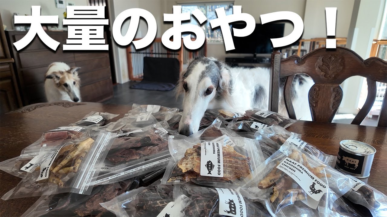 【福袋】NAAFさんの超お得!!小型犬用福袋をGET!!!