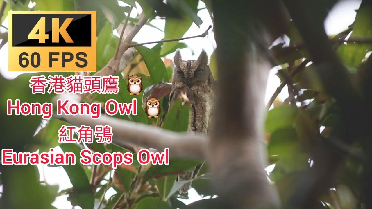 貓頭鷹 Owl 香港稀有過境遷徙貓頭鷹🦉紅角鴞 Hong Kong's rare transit migratory owl 🦉 Eurasian Scops Owl