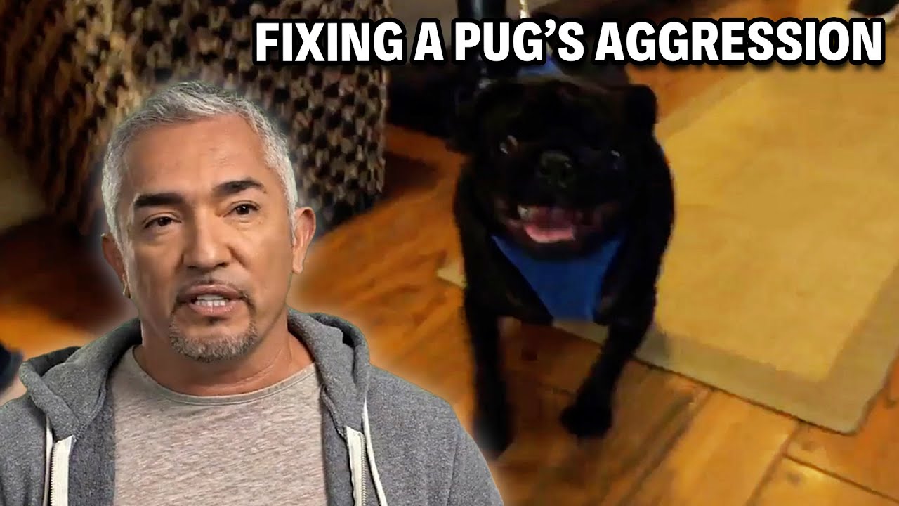 A Vicious Pug That Will Bite Anything & Everyone | Cesar 911 Season 3, Ep. 8 - Part 2